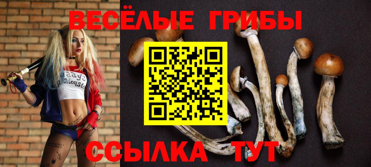 Гатчина  Псилоцибиновые грибы Psilocybe  Вход с VPN 